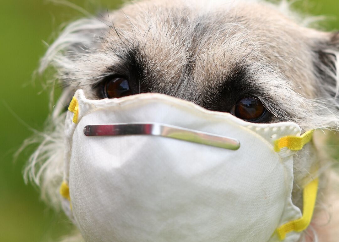 Myth #17: Cats and dogs can spread the coronavirus to humans